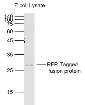 RFP Mouse Monoclonal Antibody