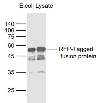 RFP Mouse Monoclonal Antibody