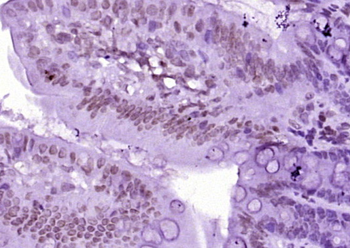 Histone H3 (mono methyl K9) Mouse Monoclonal Antibody