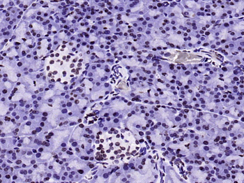 Histone H3 (mono methyl K9) Mouse Monoclonal Antibody