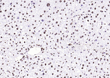 Histone H3 (di methyl K36) Mouse Monoclonal Antibody