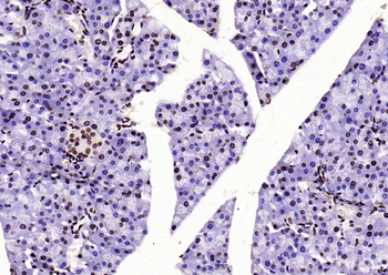 Histone H3 (di methyl K36) Mouse Monoclonal Antibody