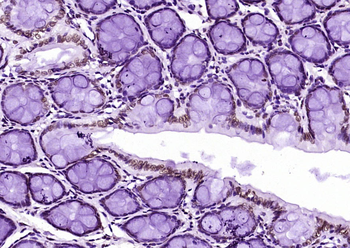 Histone H3 (di methyl K36) Mouse Monoclonal Antibody