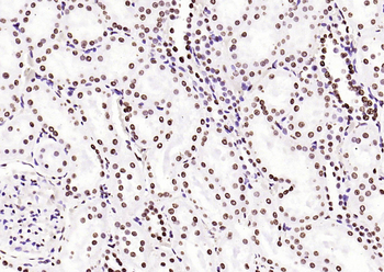 Histone H3 (di methyl K36) Mouse Monoclonal Antibody