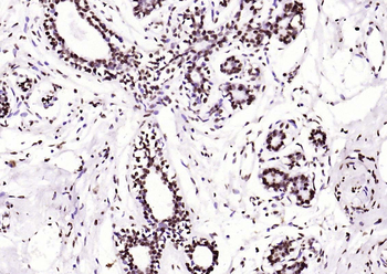 Histone H3 (di methyl K36) Mouse Monoclonal Antibody