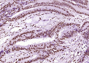 Histone H3 (di methyl K36) Mouse Monoclonal Antibody