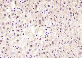 Histone H3 (tri methyl K36) Mouse Monoclonal Antibody