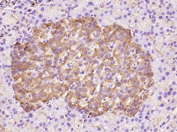 C Peptide (mouse) Rabbit Polyclonal Antibody