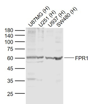 FPR1 Rabbit Polyclonal Antibody