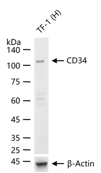 CD34 Rabbit Polyclonal Antibody