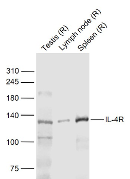 IL-4R Rabbit Polyclonal Antibody