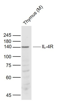 IL-4R Rabbit Polyclonal Antibody