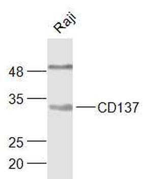 CD137 Rabbit Polyclonal Antibody