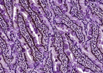 Histone H3 (tri methyl K4) Mouse Monoclonal Antibody