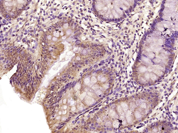 Histone H3 (mono methyl K79) Mouse Monoclonal Antibody