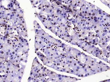 Histone H3 (tri methyl K79) Mouse Monoclonal Antibody