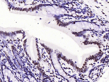 Histone H3 (tri methyl K79) Mouse Monoclonal Antibody