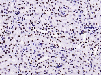 Histone H3 (tri methyl K79) Mouse Monoclonal Antibody