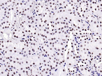 Histone H3 (tri methyl K79) Mouse Monoclonal Antibody