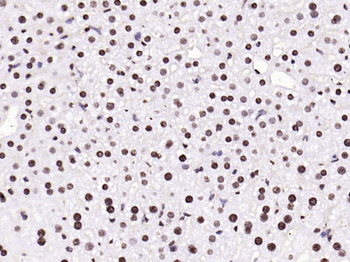 Histone H3 (tri methyl K79) Mouse Monoclonal Antibody