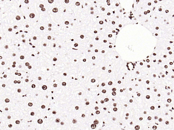 Histone H3 (tri methyl K79) Mouse Monoclonal Antibody