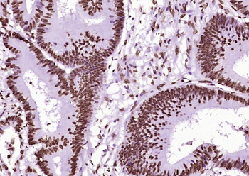 Histone H3 (tri methyl K79) Mouse Monoclonal Antibody