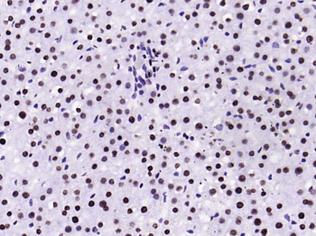 Histone H3 (tri methyl K79) Mouse Monoclonal Antibody