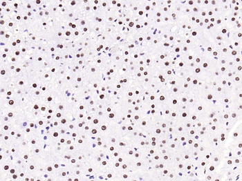 Histone H3 (tri methyl K79) Mouse Monoclonal Antibody