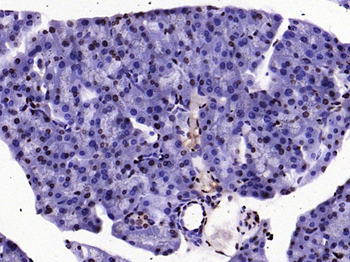 Histone H3 (tri methyl K79) Mouse Monoclonal Antibody