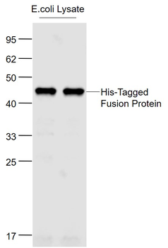 His tag Mouse Monoclonal Antibody