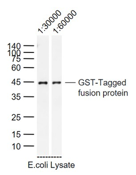 GST tag Mouse Monoclonal Antibody