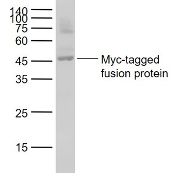 Myc tag Mouse Monoclonal Antibody