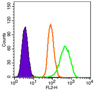 IGF2R/M6PR Rabbit Polyclonal Antibody