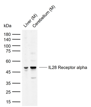 IL28 Receptor alpha Rabbit Polyclonal Antibody
