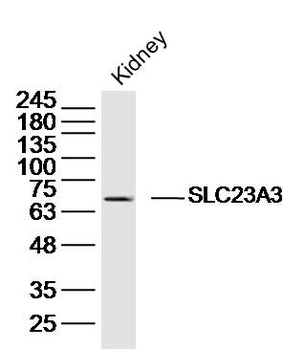 SLC23A3 Rabbit Polyclonal Antibody