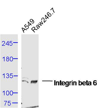 Integrin beta 6 Rabbit Polyclonal Antibody