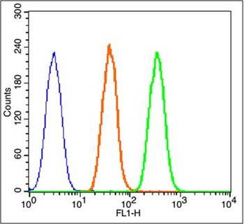 Beta catenin Rabbit Polyclonal Antibody
