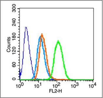 Integrin beta 1/CD29 Rabbit Polyclonal Antibody