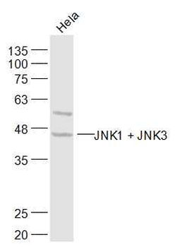 JNK1 + JNK3 Rabbit Polyclonal Antibody