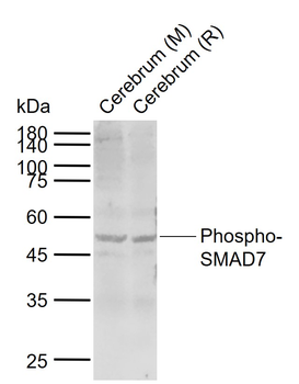 Phospho-SMAD7 (Ser249) Rabbit Polyclonal Antibody