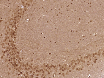 RBM42 Rabbit Polyclonal Antibody