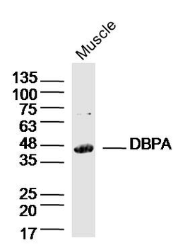 DBPA Rabbit Polyclonal Antibody