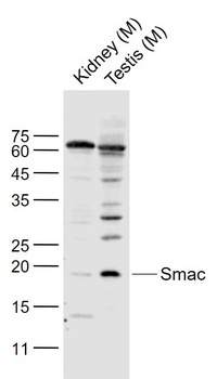 Smac Rabbit Polyclonal Antibody