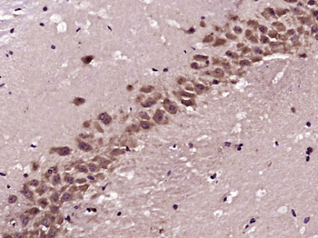 FGF2 Rabbit Polyclonal Antibody