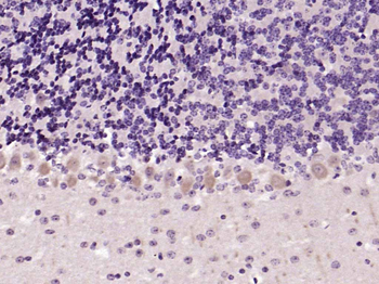 FGF2 Rabbit Polyclonal Antibody