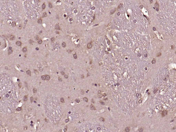 FGF2 Rabbit Polyclonal Antibody