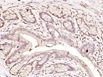FGF2 Rabbit Polyclonal Antibody