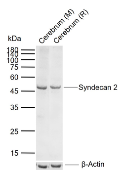 Syndecan 2 Rabbit Polyclonal Antibody