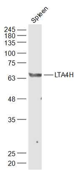 LTA4H Rabbit Polyclonal Antibody