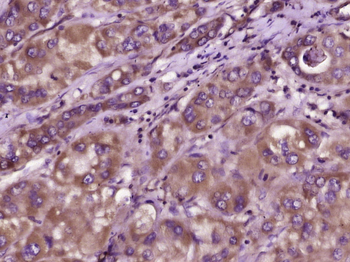 Prokineticin 1 Rabbit Polyclonal Antibody